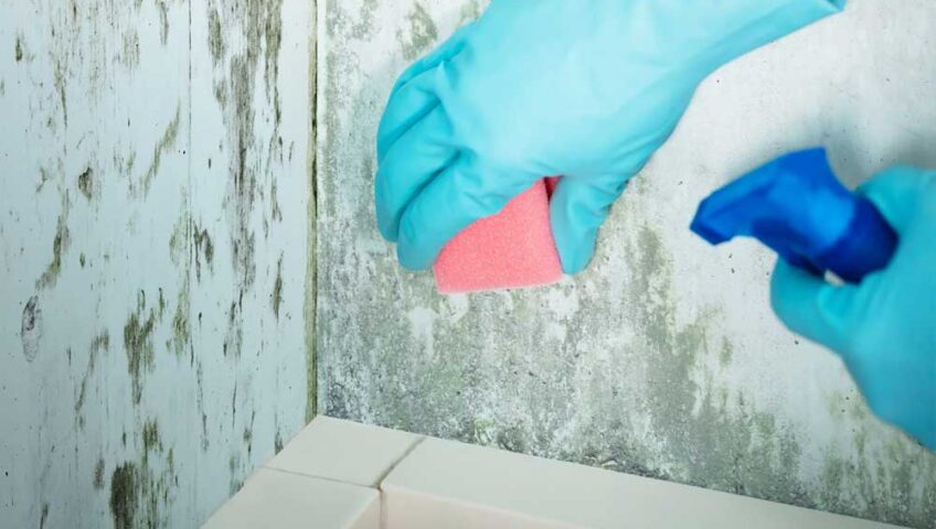 Mold is a common problem for households in Australia